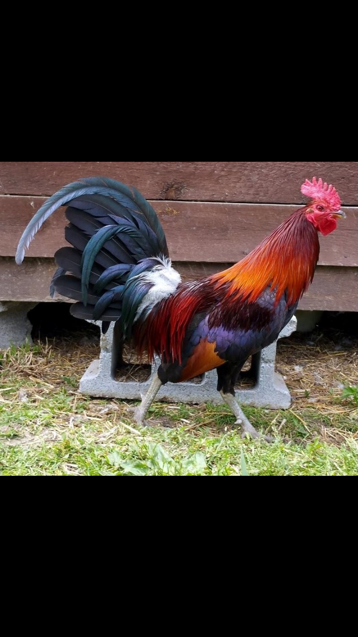 black breasted red old english game bantam for Sale in Portland, OR -  OfferUp