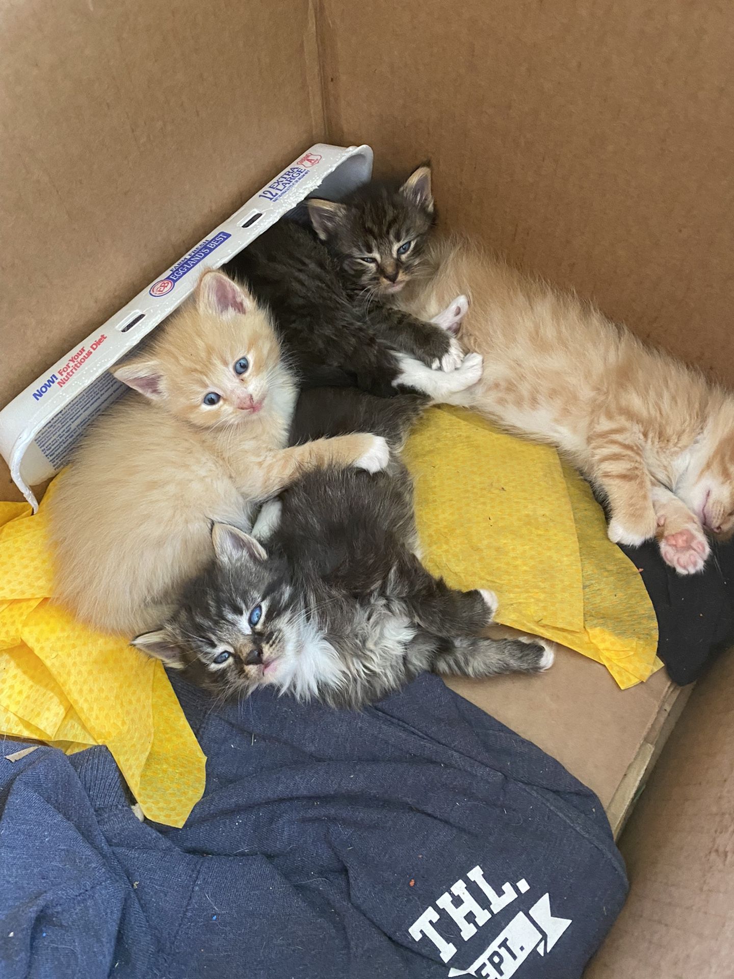Gatitos