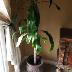 Big House Plant And Beautiful Pot Thumbnail