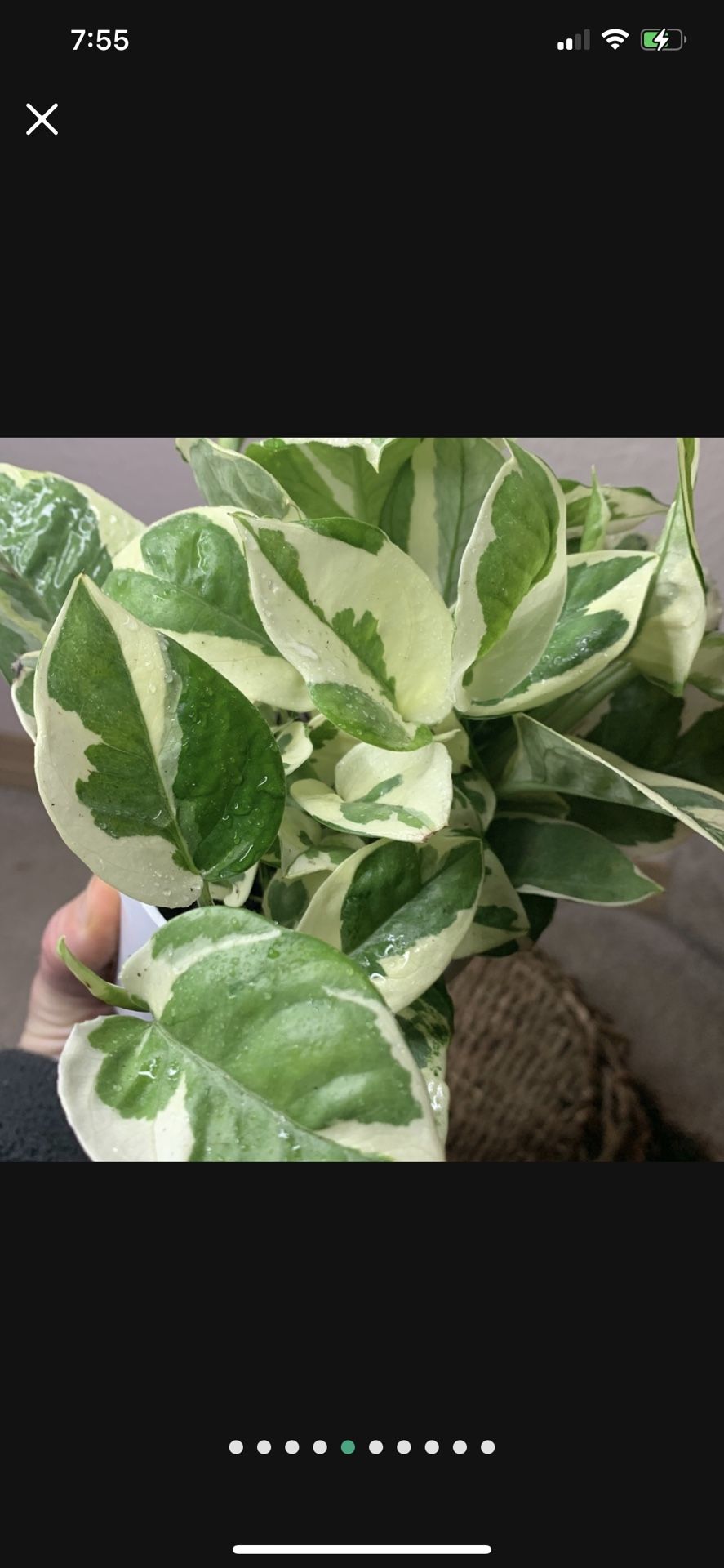 Pearls And Jade Pothos