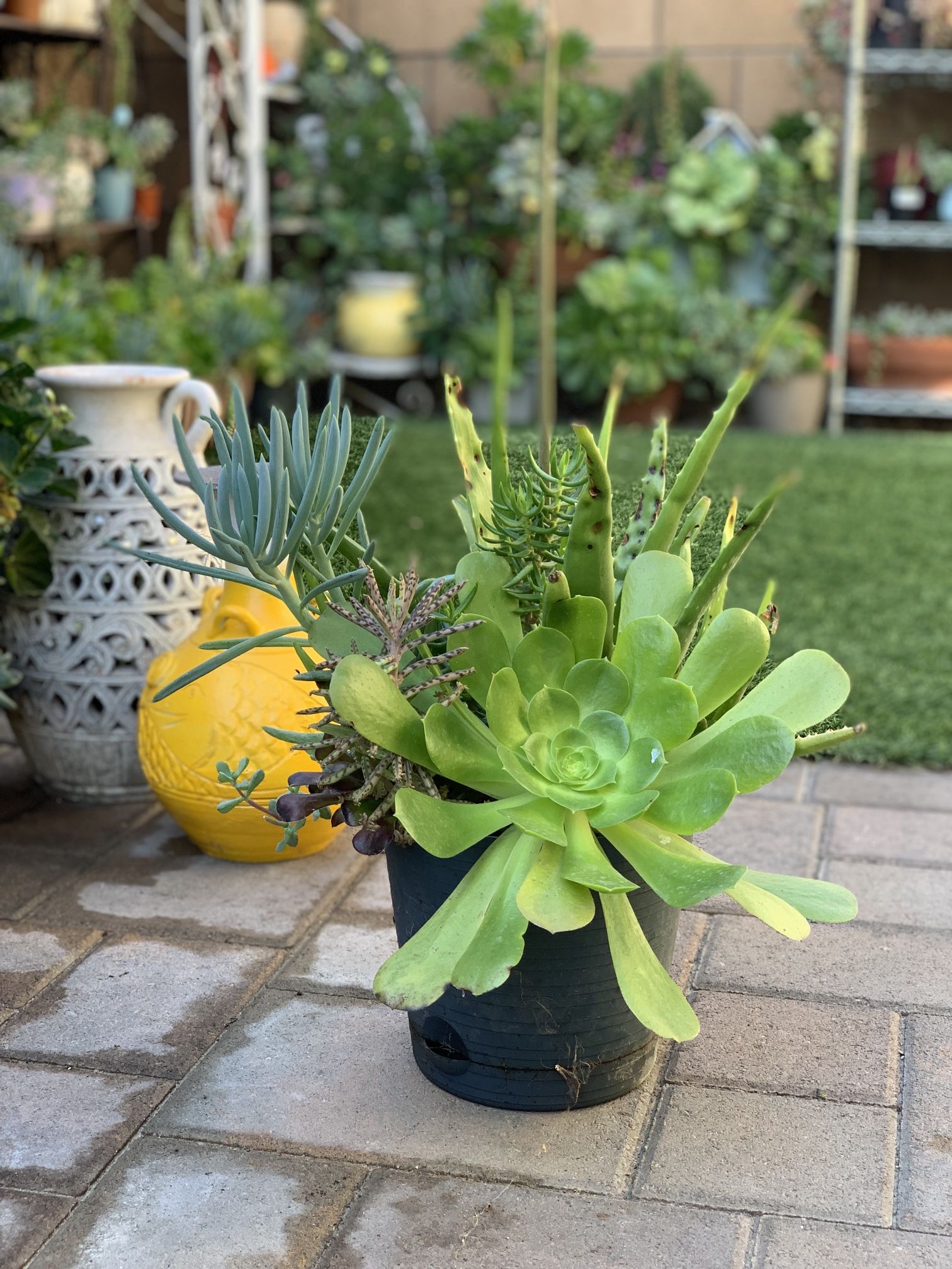 Assorted Succulent Plants Buy 5pots And Get 1 Pot Free