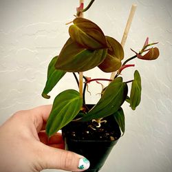 Micans Philodendron  Thumbnail