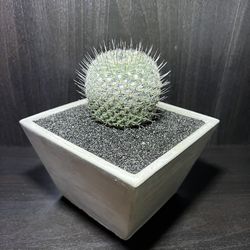 🌵 Barrel Cactus With Black Spikes In Cement Pot 🌵  Thumbnail