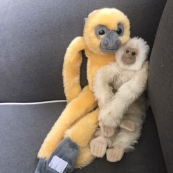 Two Monkeys One With Tag One Without Tag Thumbnail