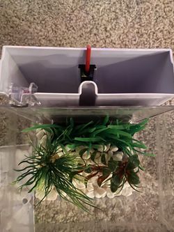 Small Beta Fish Tank Thumbnail