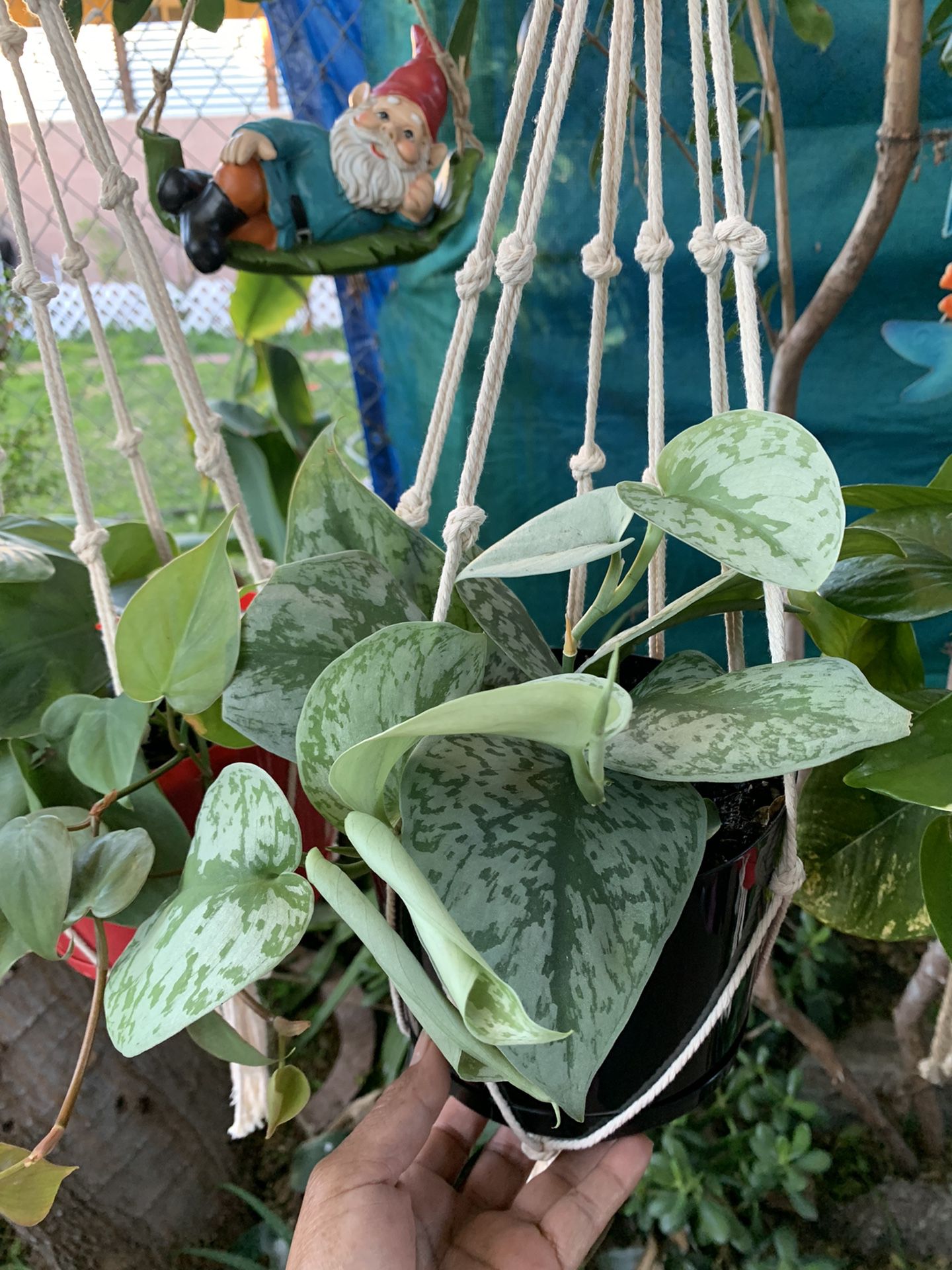 Pathos Plants Indoor Small Con Colgadera De Macramé  $15 Each