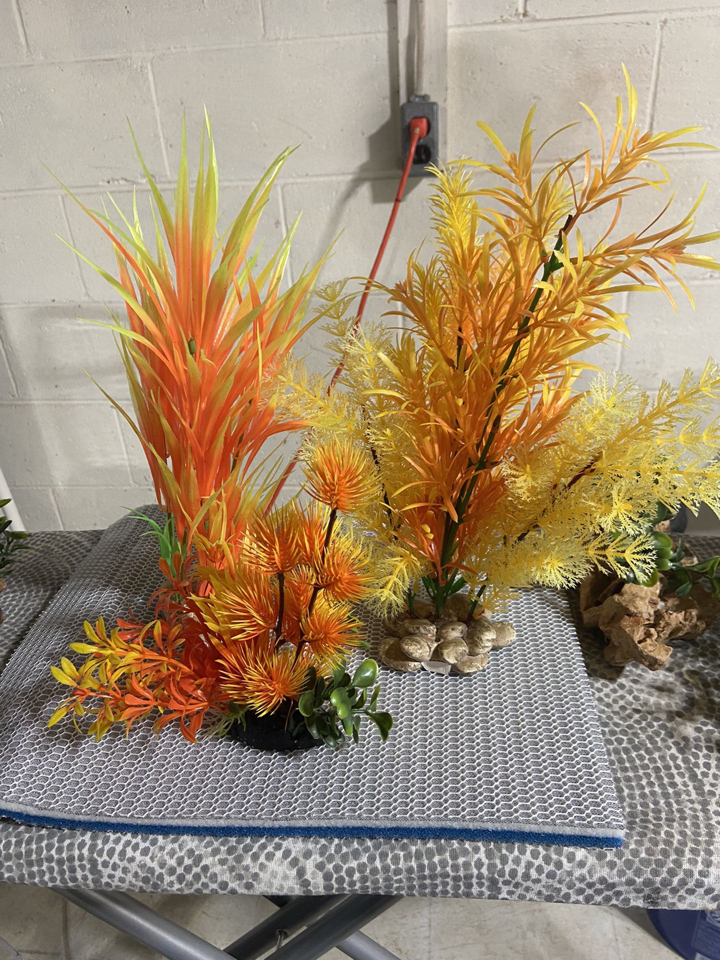 Fish Tank Plants! 