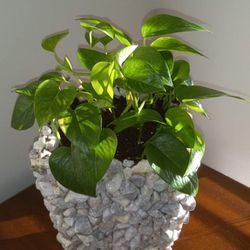 Golden Pothos In Hand-crafted Planter  Thumbnail
