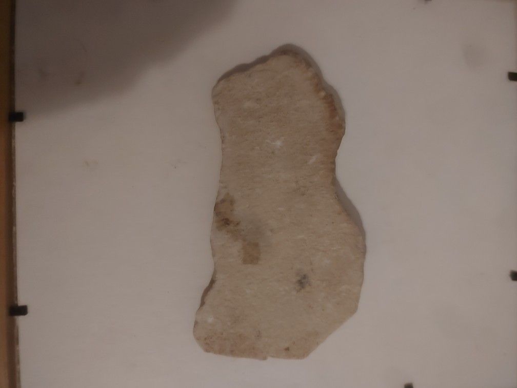 Fossil Of A Fish