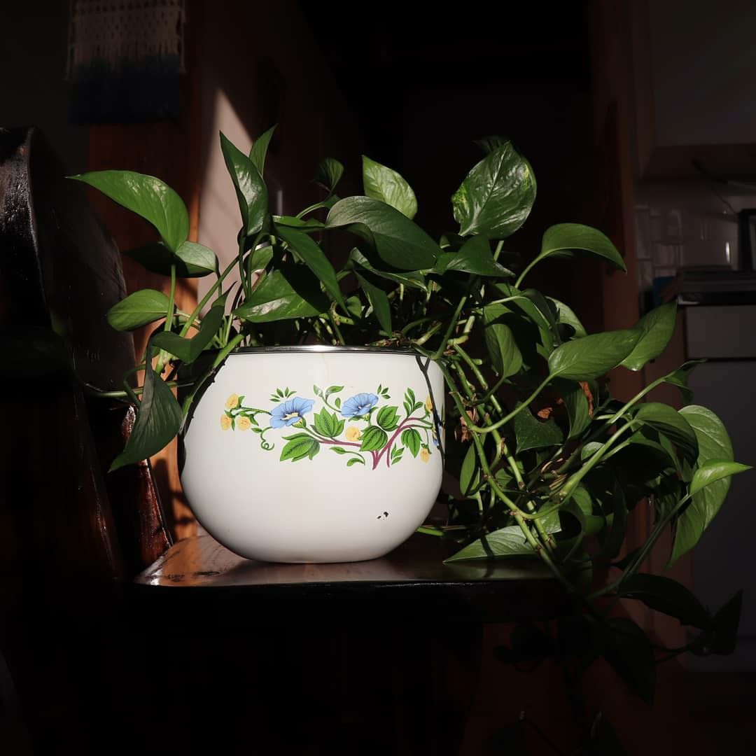 JCPenny Floral Mixing Bowl Planter