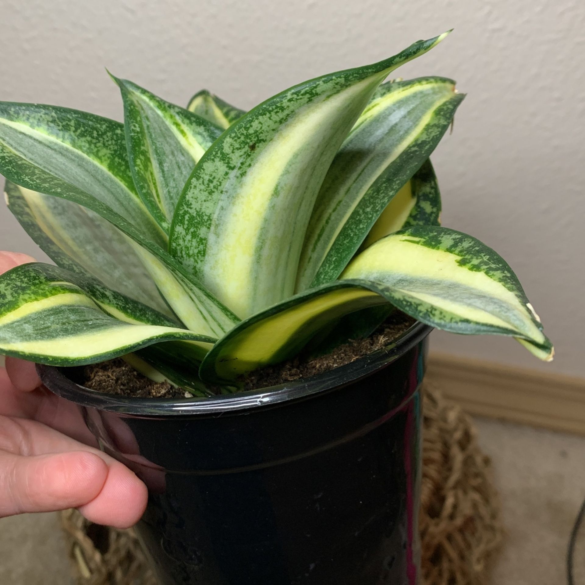 Birdsnest Snake Plant Sansiveria Low Light