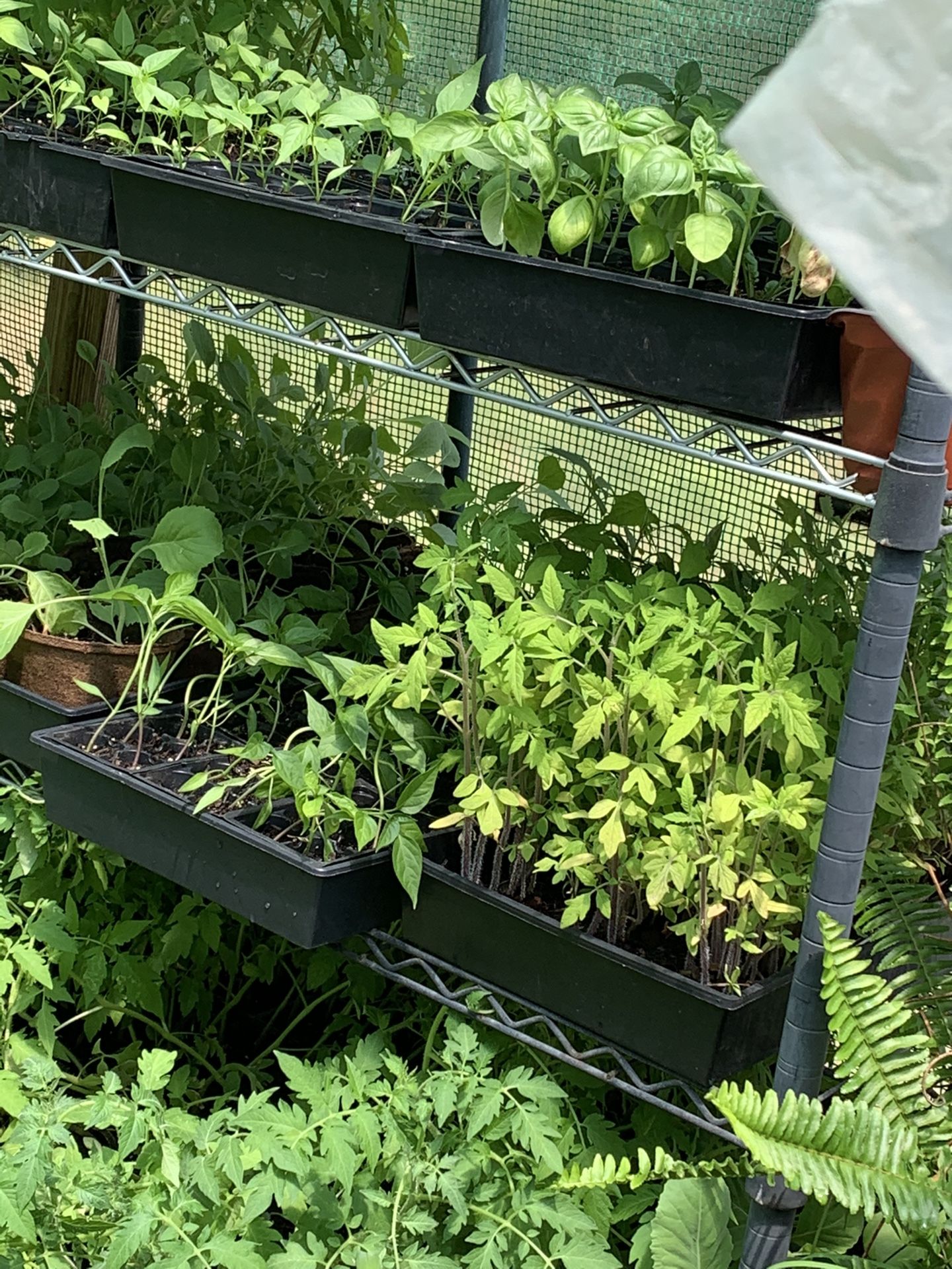 VEGETABLE PLANTS