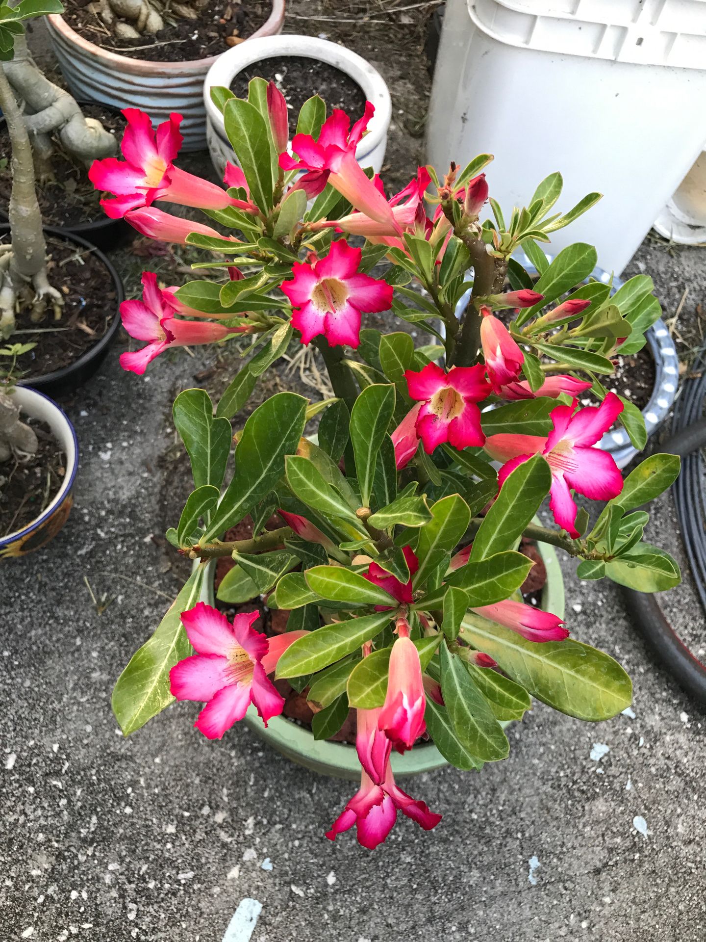 Desert Rose for Sale in Tampa, FL OfferUp