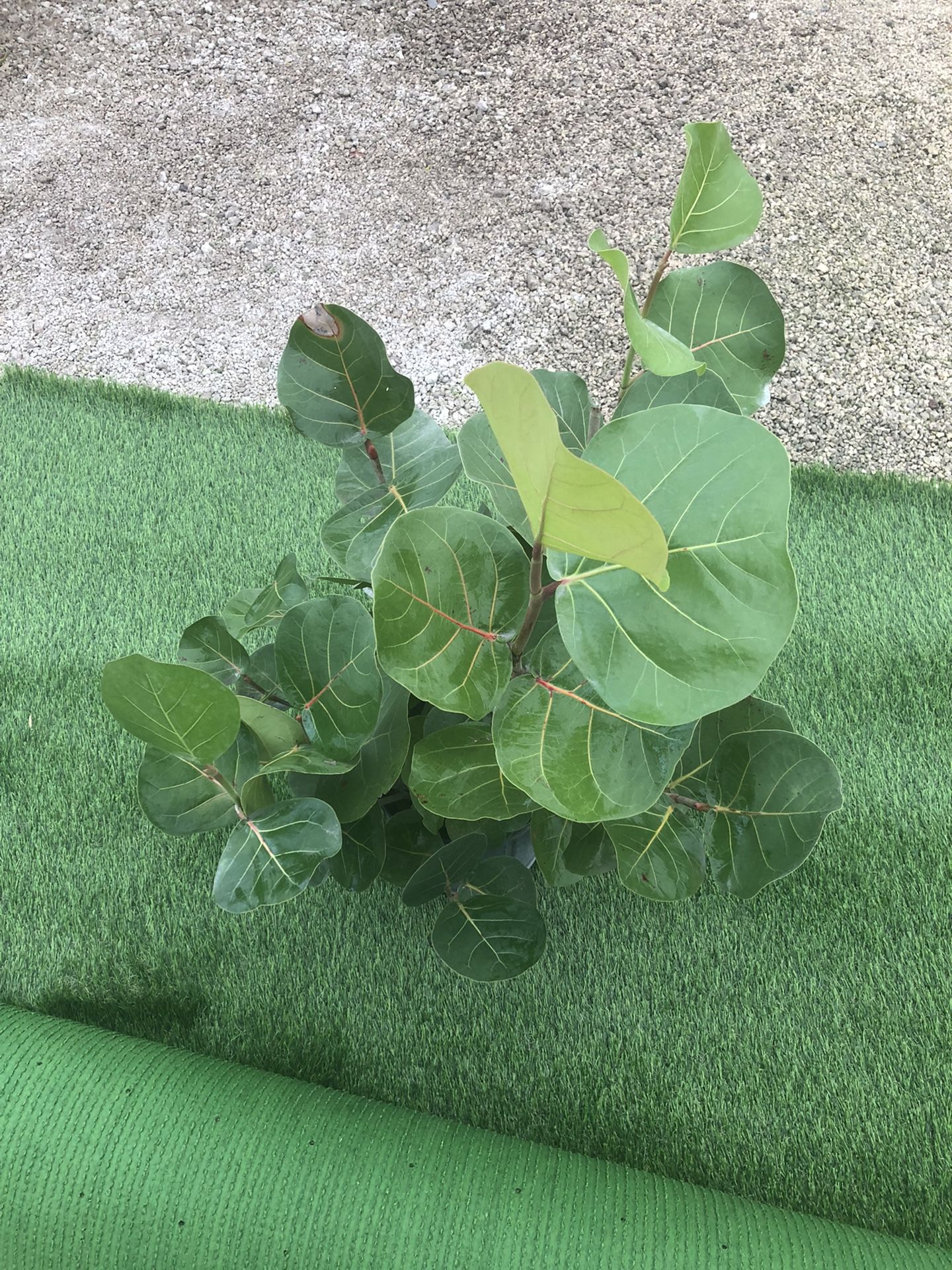 Seagrape for Sale in Fort Lauderdale, FL OfferUp