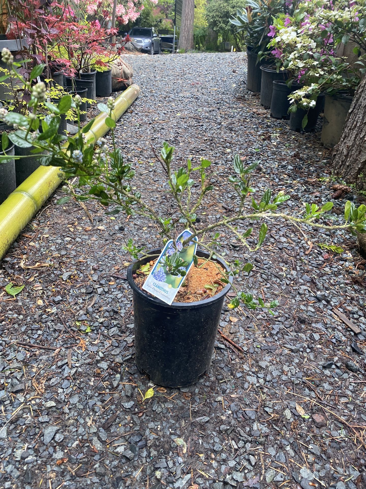 CALIFORNIA LILAC Perennial Plants