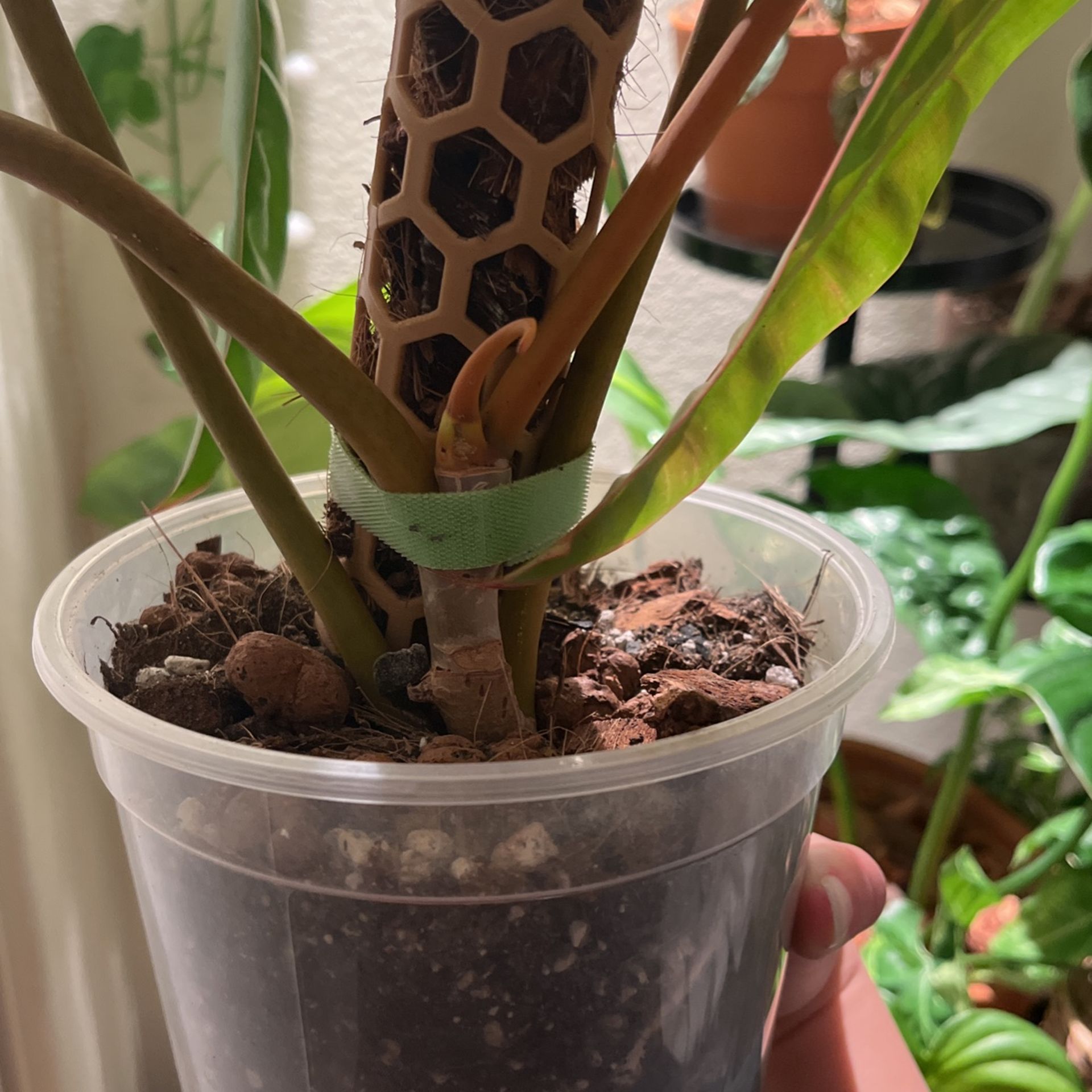 Rare Philodendron Billietiae Plant