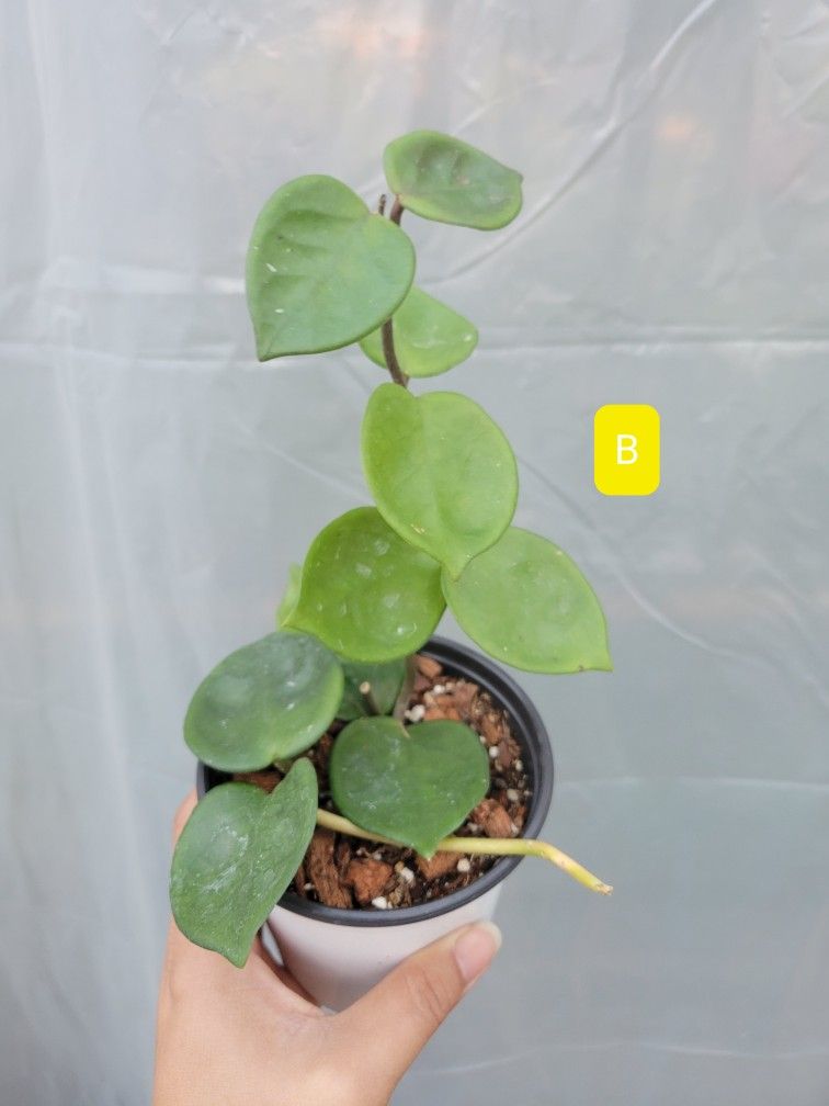 Hoya Chelsea for Sale in Spring Valley, CA OfferUp