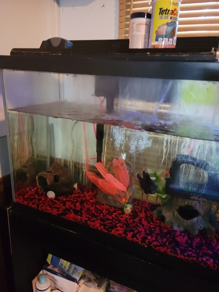 55 Gallon Tank & Stand - W/ 2 Oscars