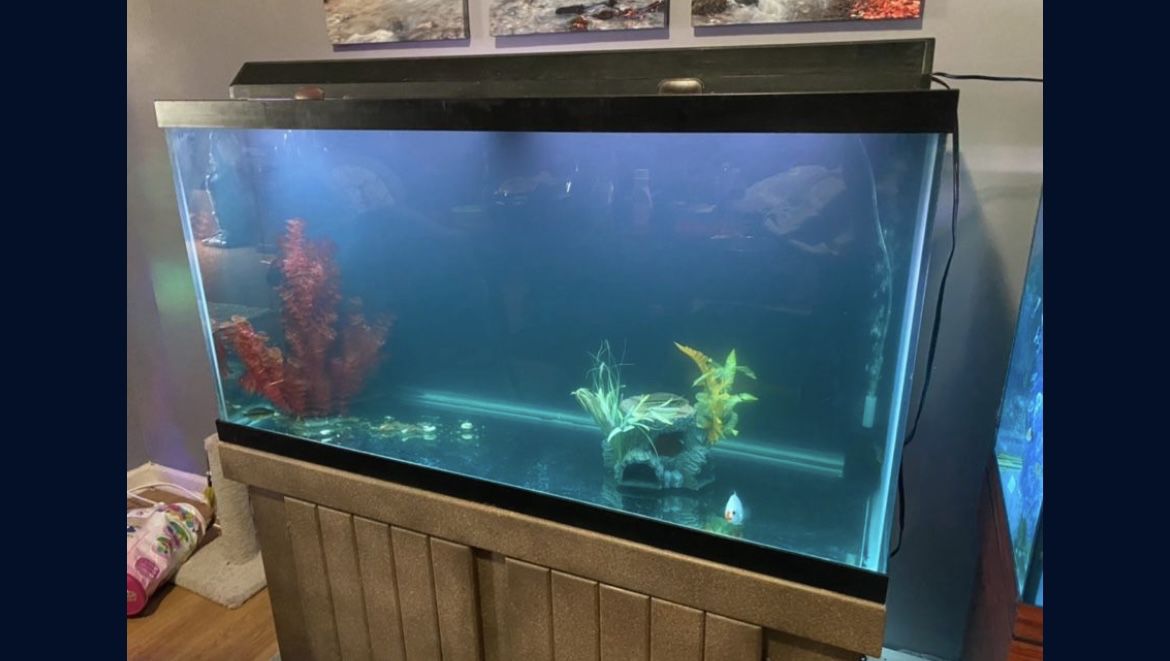 90 Gallon Reef Ready Fish Tank
