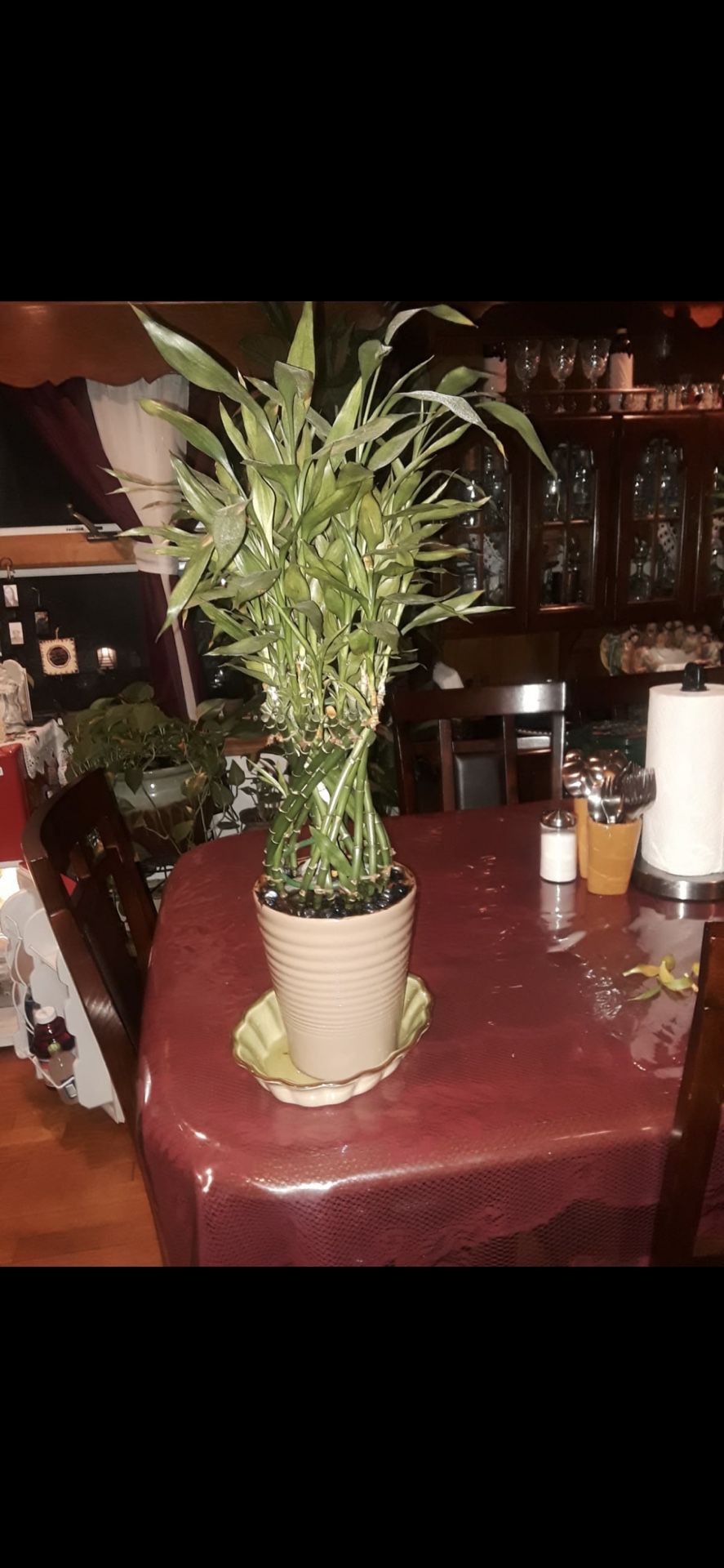 Bamboo Plant With Pot
