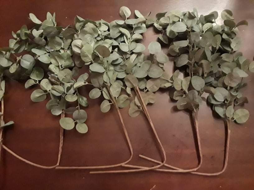 Eucalyptus Stem