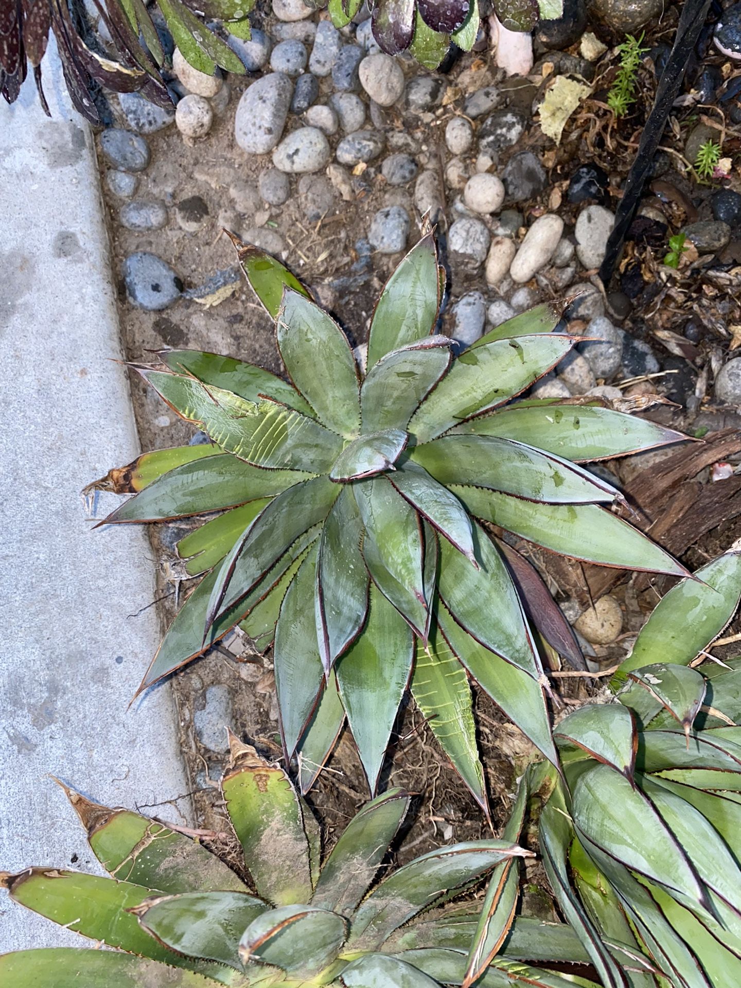 Blue Glow Agaves