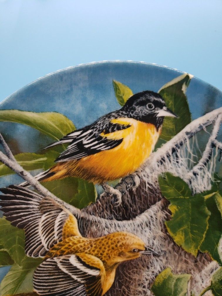 The Baltimore Oriole