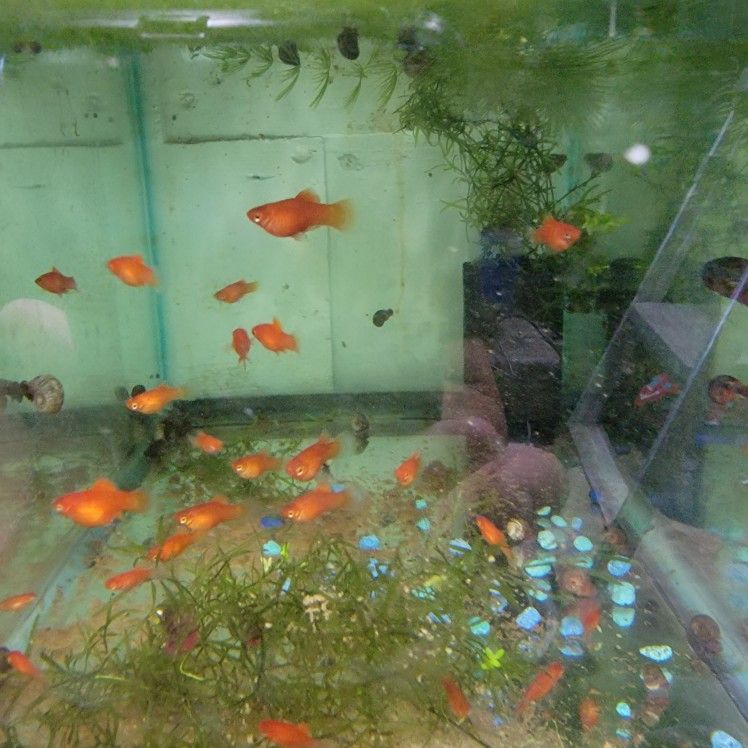 Red Dwarf Platies