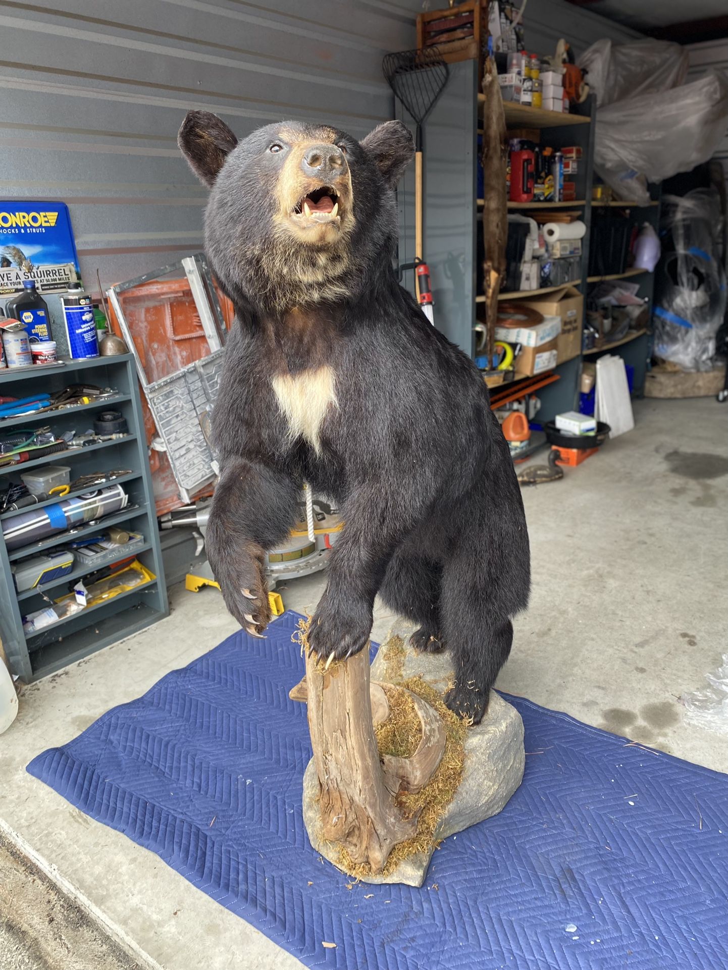 Bear Full Mount