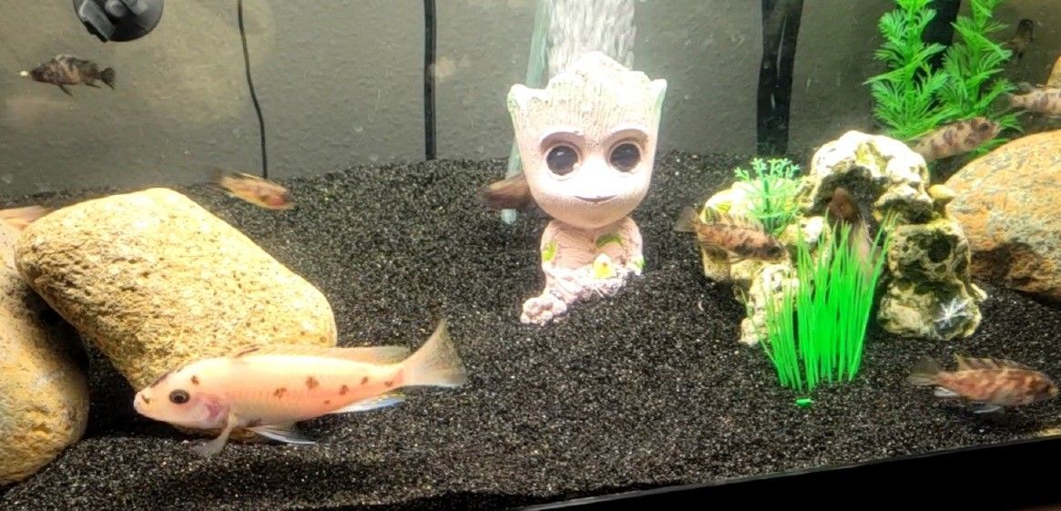OB Zebra Cichlids