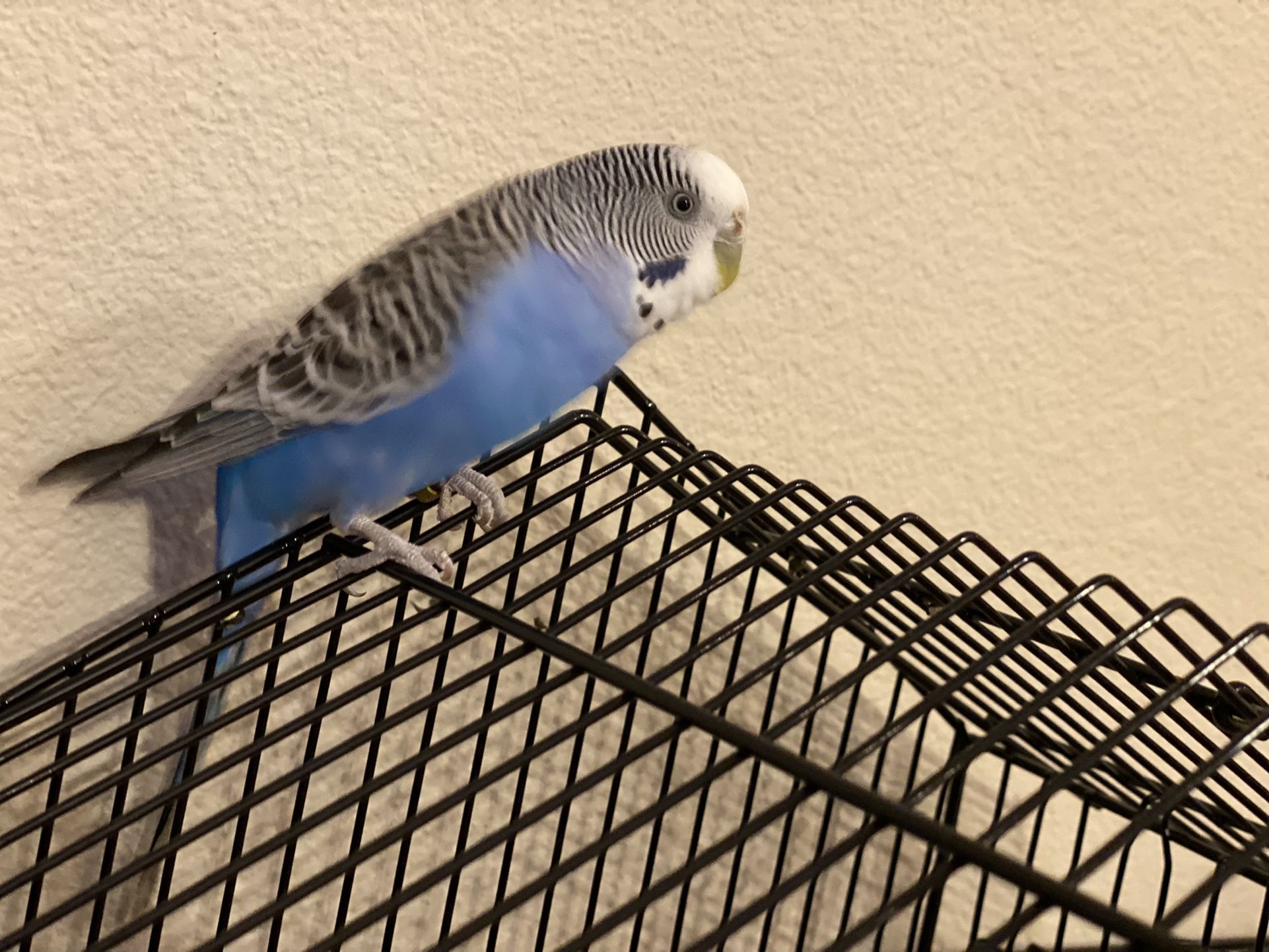 Bird Cage