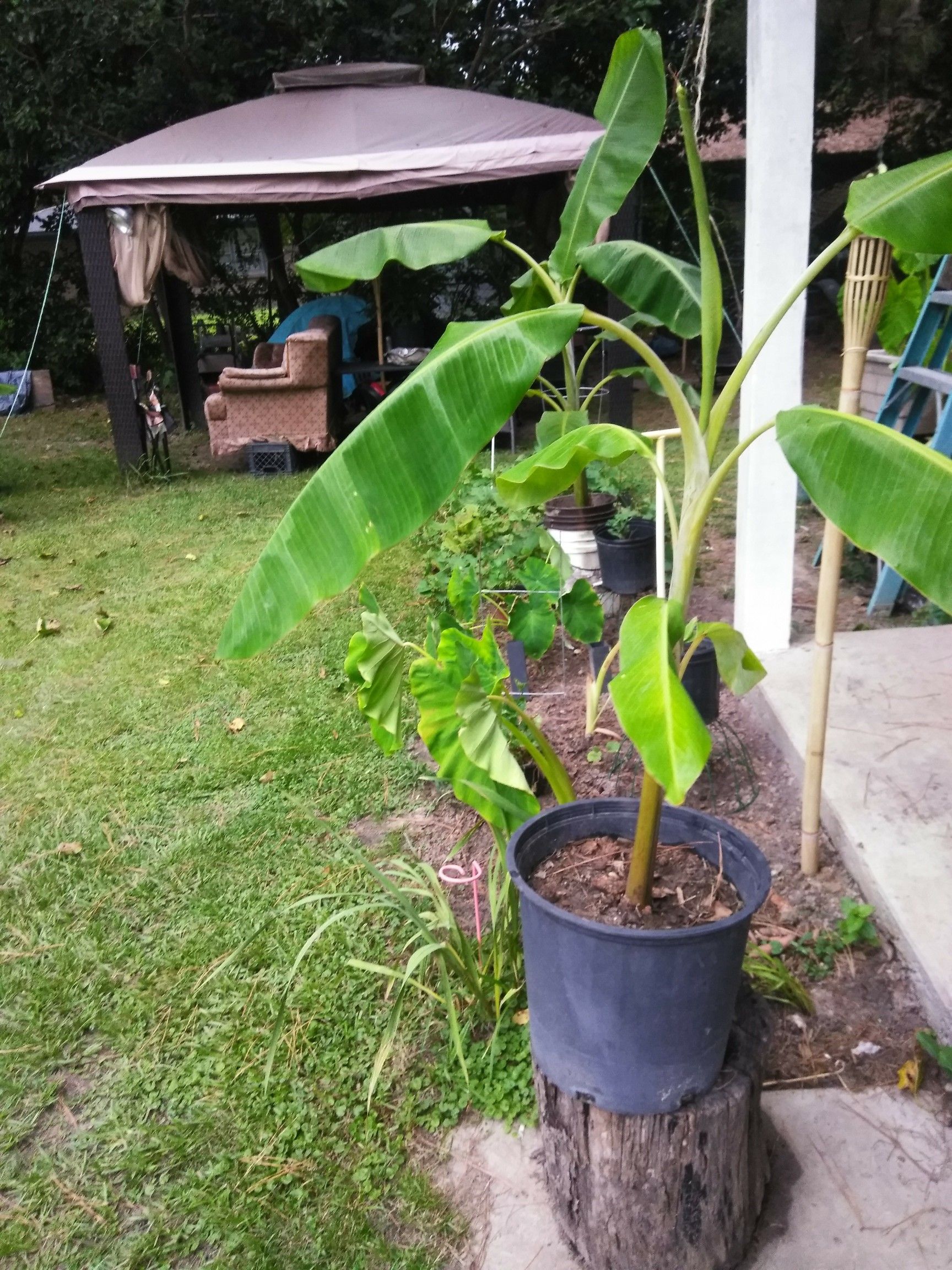 Plants Elephant Ears and Banana plants