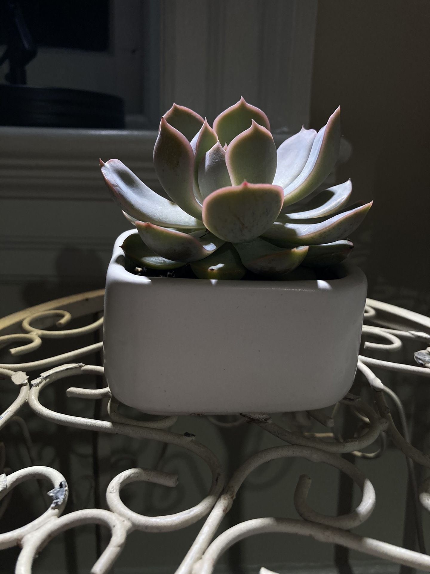 Succulent and ceramic pot (echeveria)