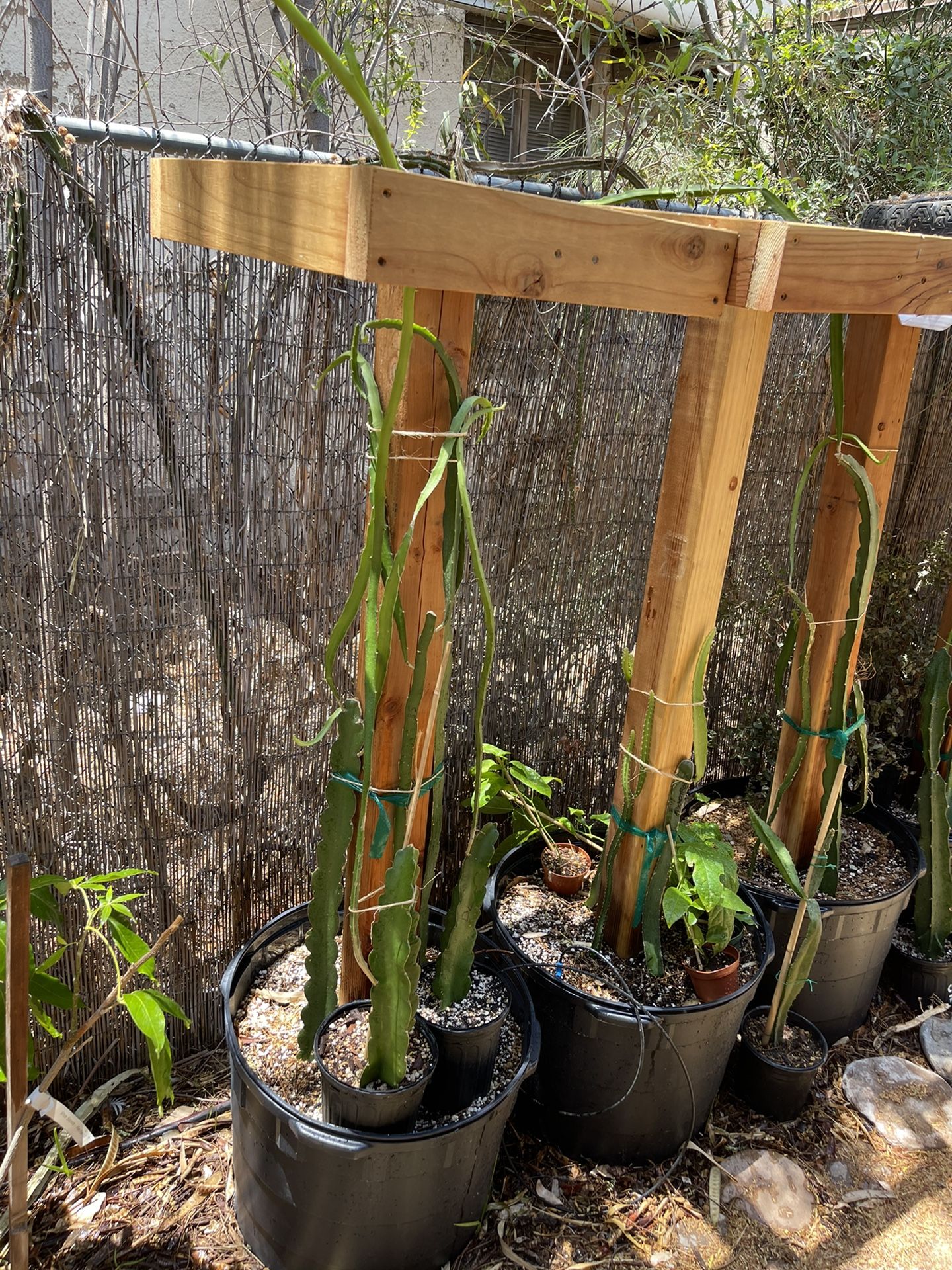 4 In 1 Dragon Fruit Cactus Redwood Trellis 20 Gallon Pot. 30+ Varieties for  Sale in Phoenix, AZ - OfferUp