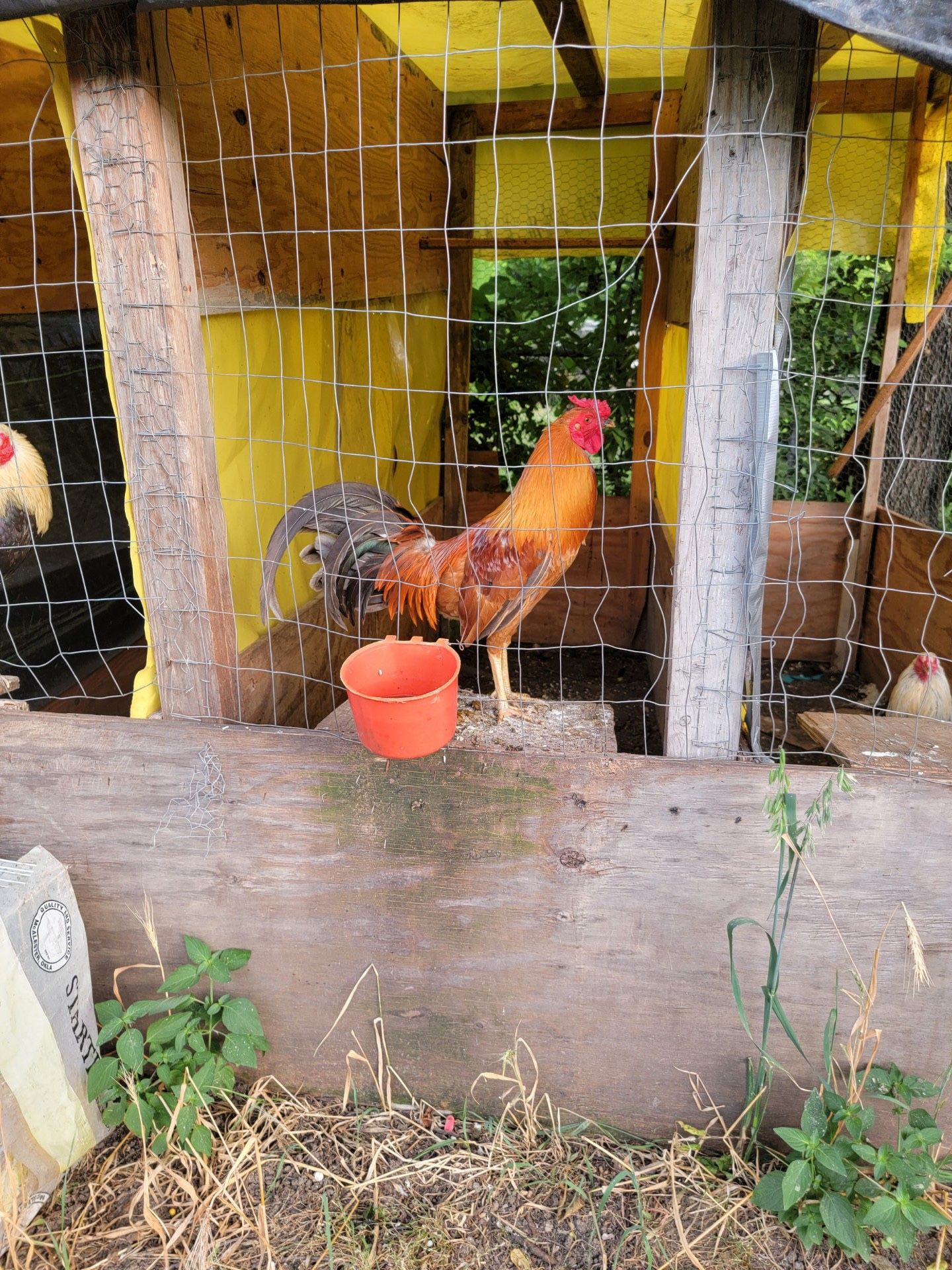 Gallo Fino