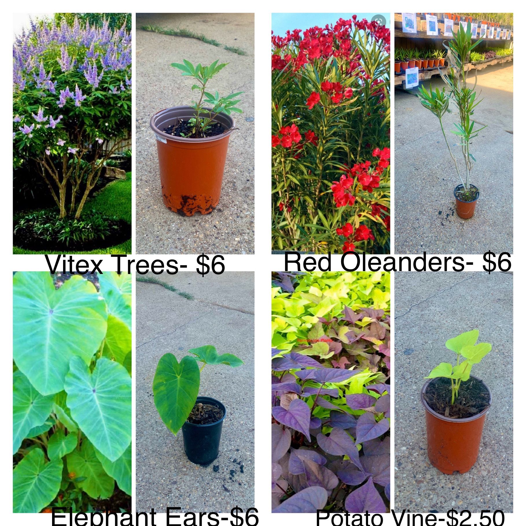 Plant sale flowers plants trees for Sale in Waxahachie, TX OfferUp