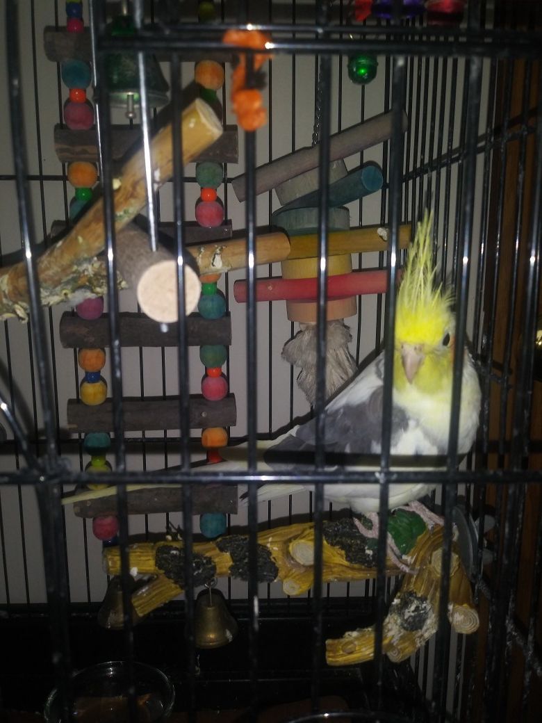Bird... bird cage