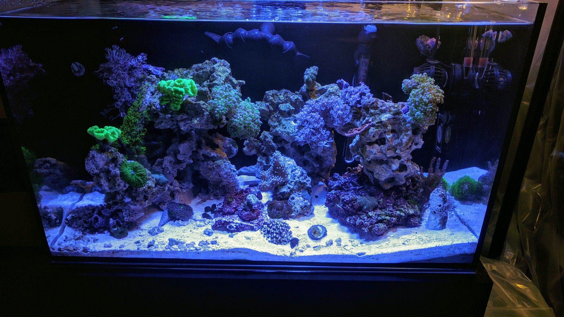 Aquarium reef tank for Sale in Encinitas, CA OfferUp