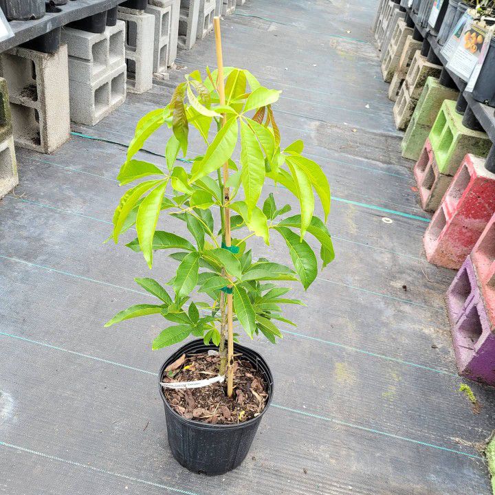 White Sapote Grafted Trees In 3gal 