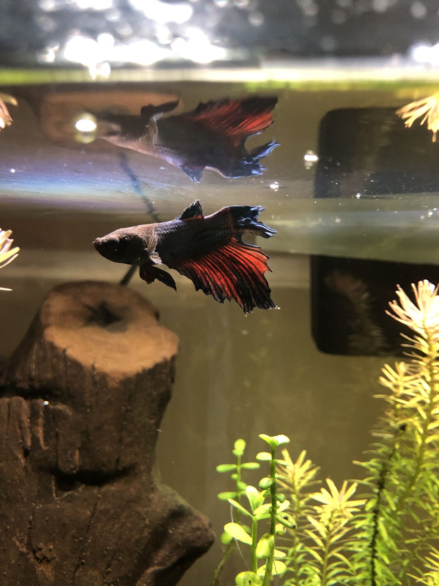Fish Tank