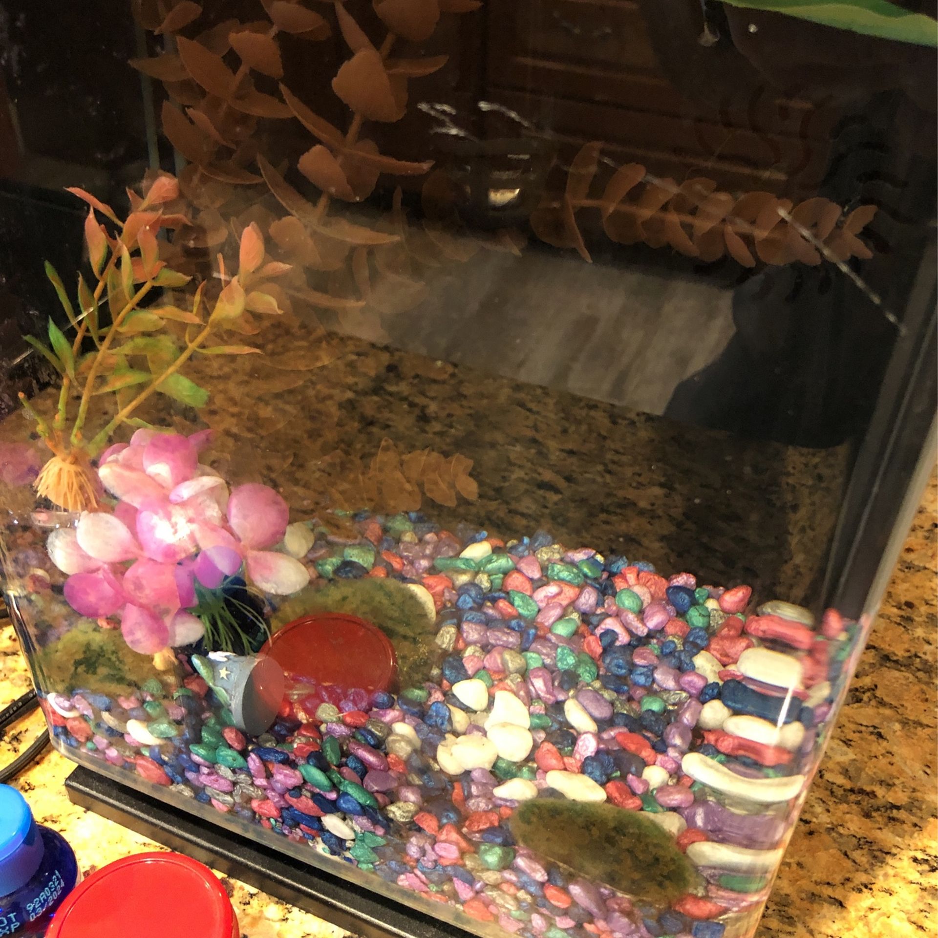 5+ Gallon Self Cleaning, Filtered Fish Tank. Comes With Accessories, Must Go