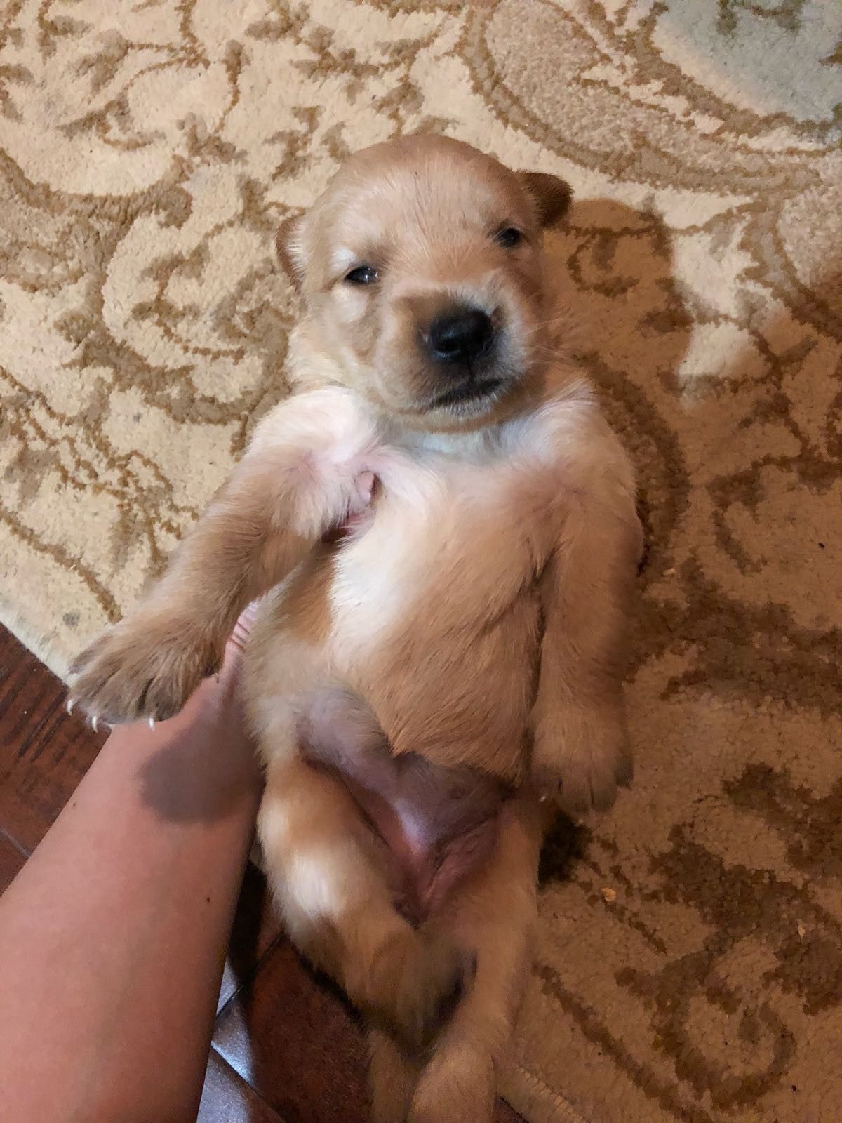 Golden Retriever Puppies For Sale In The Woodlands Tx Offerup