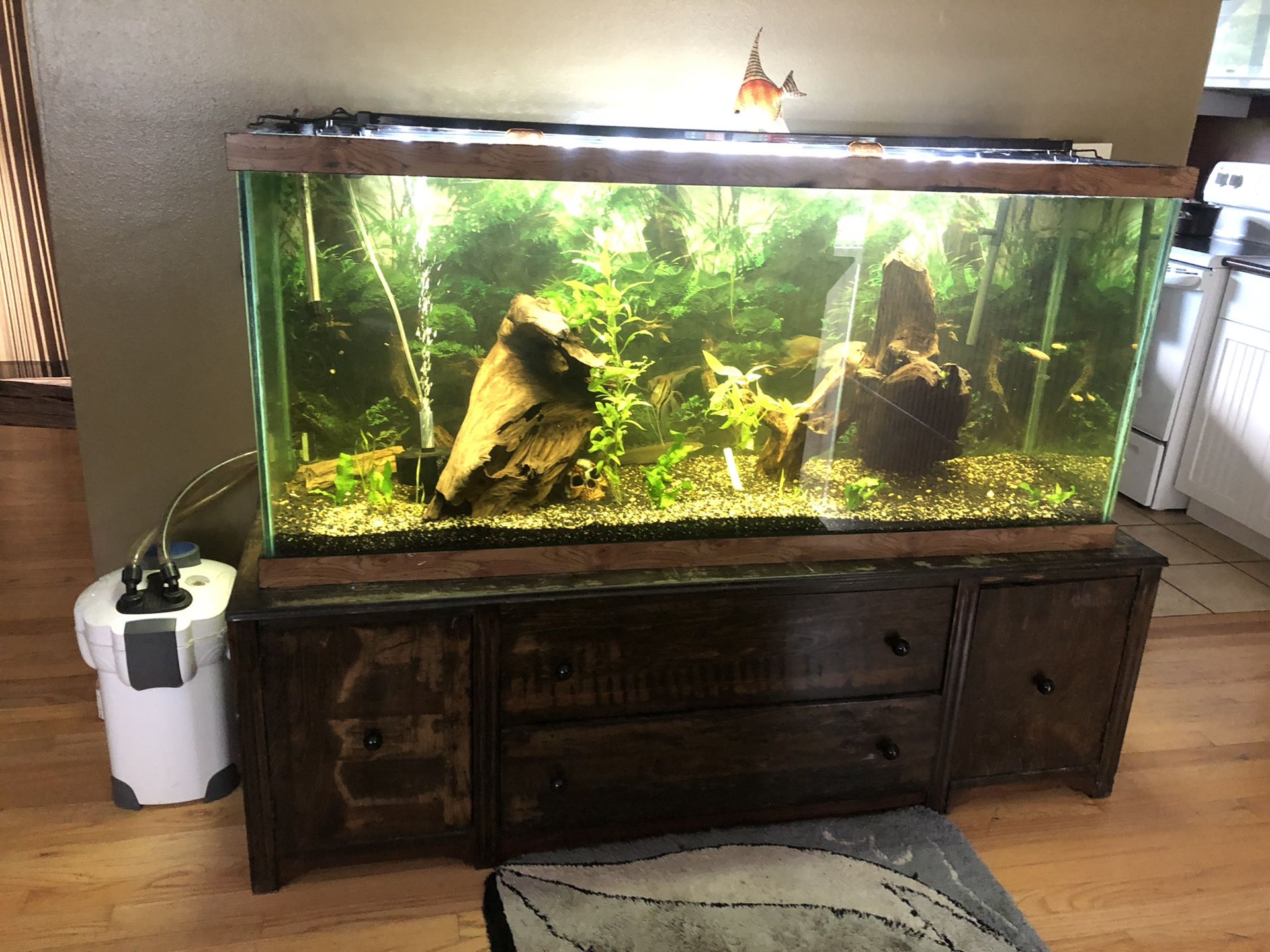 135 gallon Showroom Aquarium Freshwater for Sale in Beaverton, OR - OfferUp