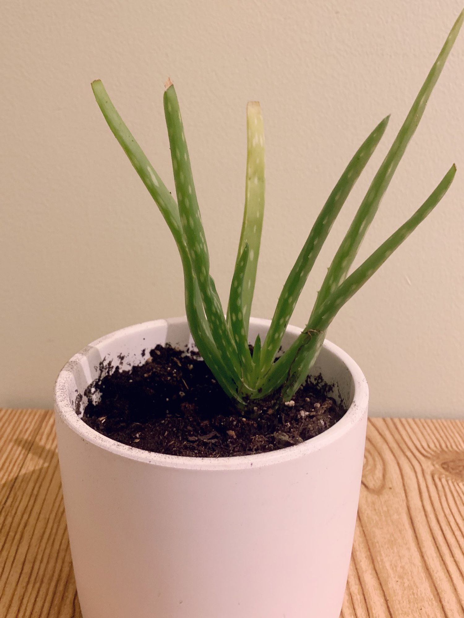 Aloe Vera Plant With Pot 