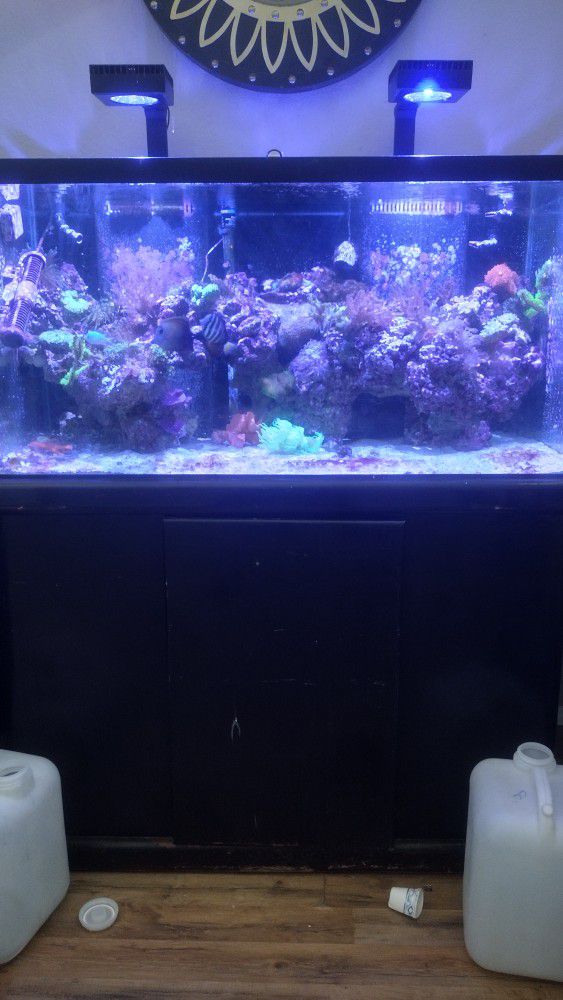120 Gal Reef tank