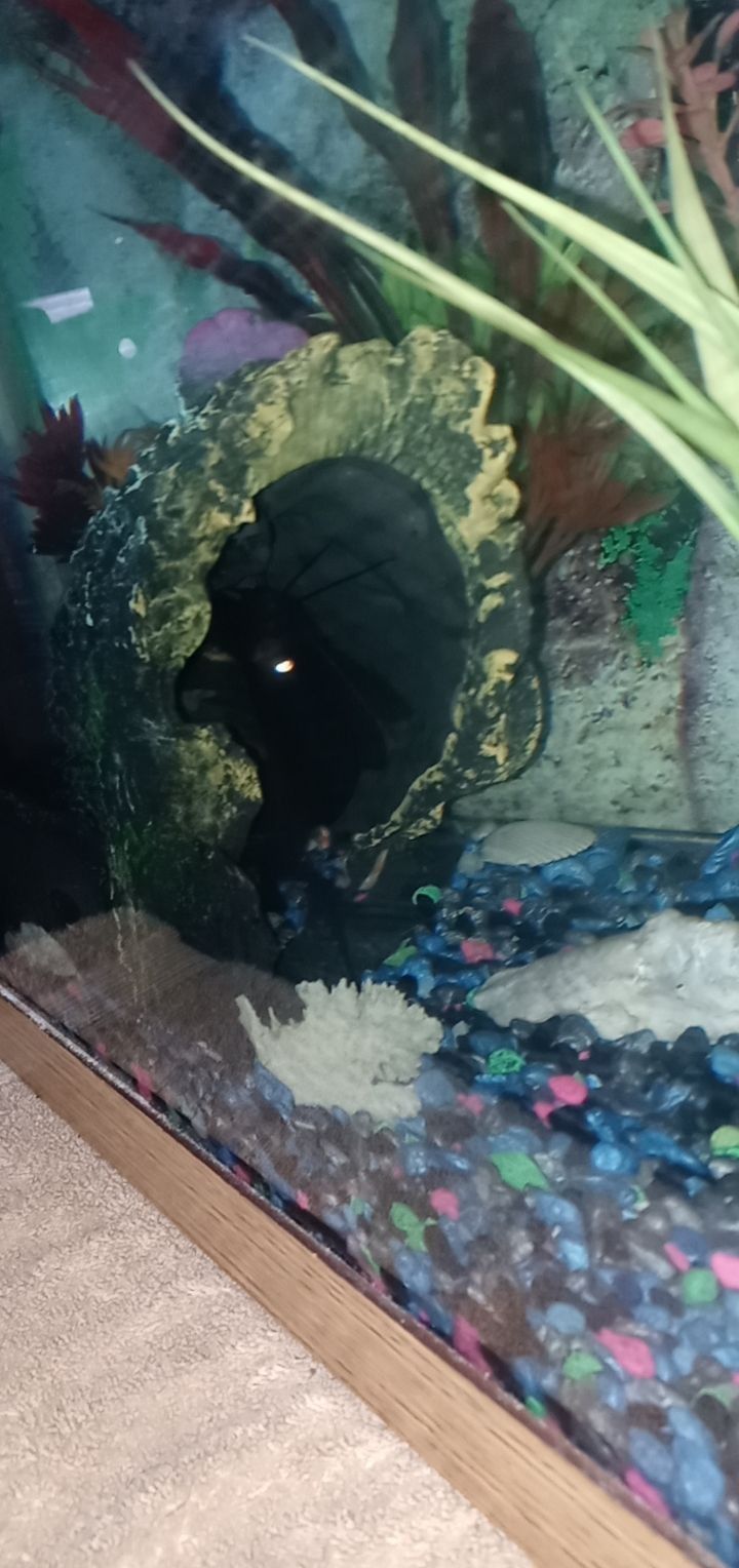 Fish Tank & Fish