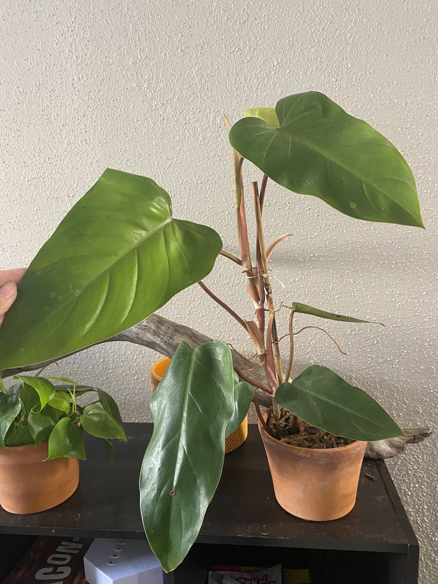 Philodendron Erubescence, Red Emerald, Climbing Philodendron, Houseplant Indoor Plant