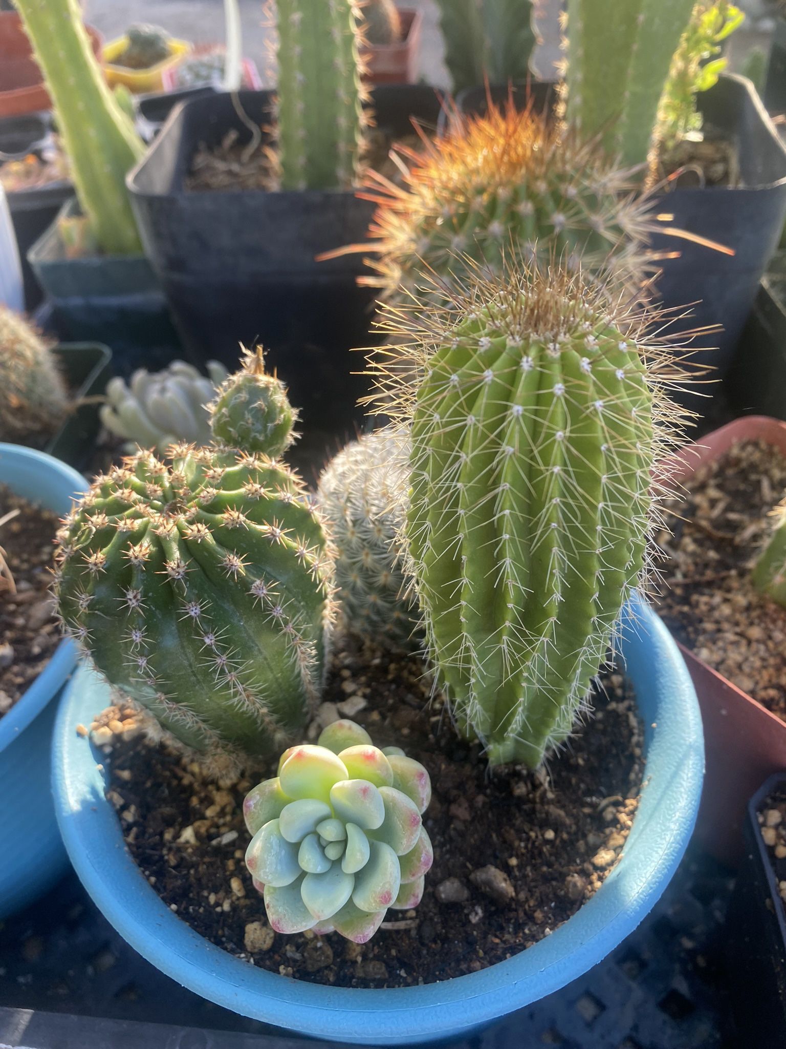 Cactus Garden Rooted In New Unbreakable Pot!