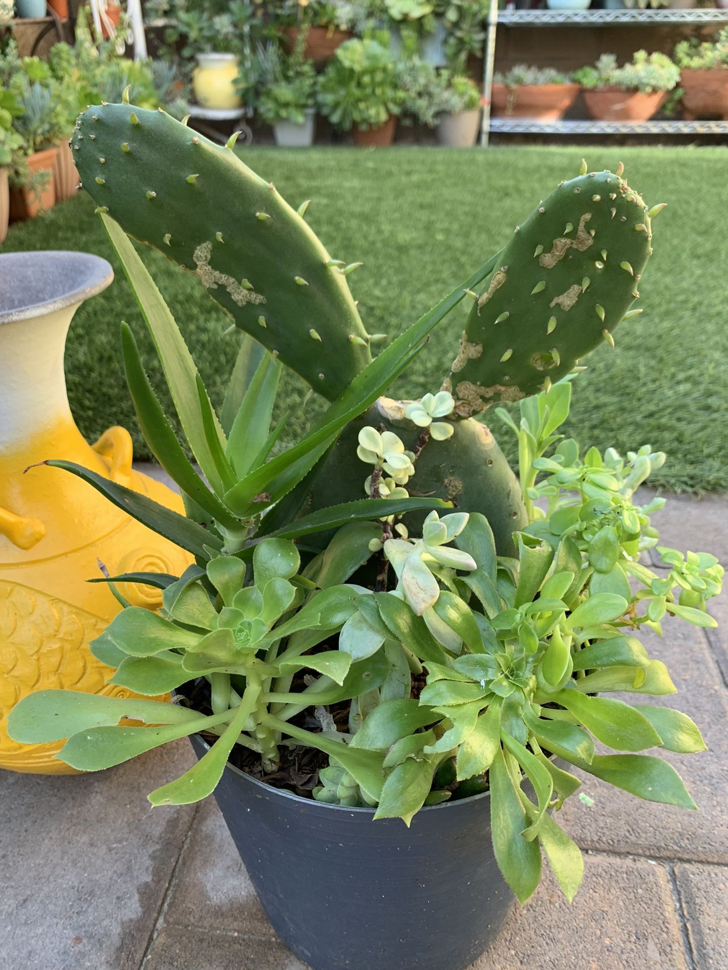 Assorted Succulent Plants Buy 5pots And Get 1 Pot Free