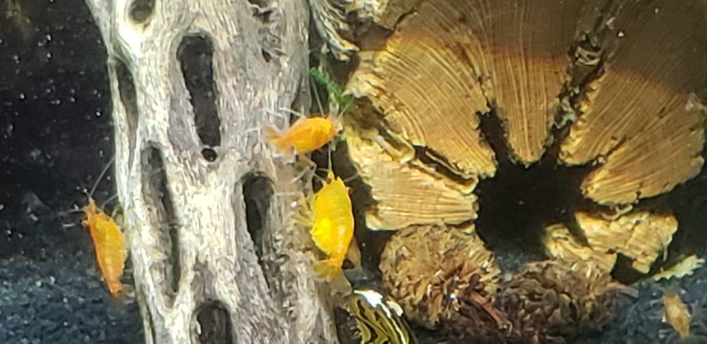 Skrimps Orange Pumkin Neo C.